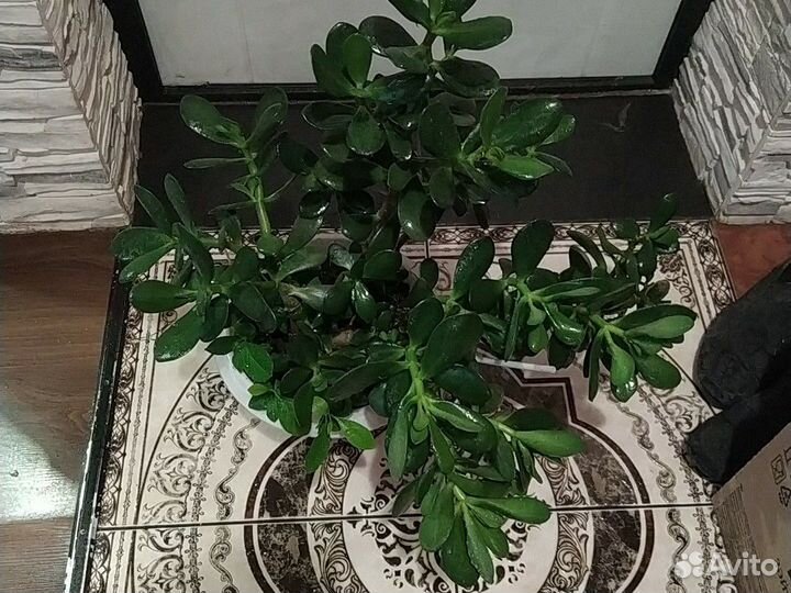 Денежное дерево