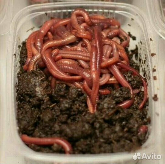 Черви для рыбалки