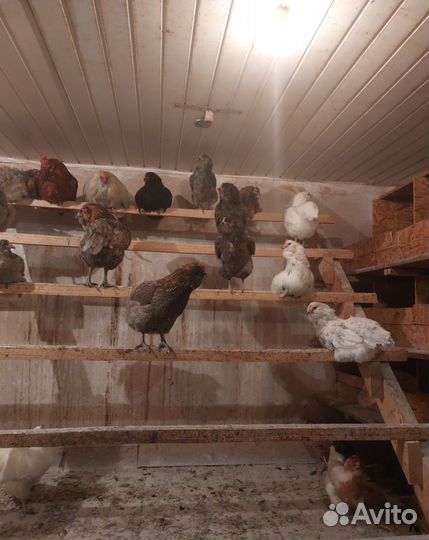 Куры, Петухи, Цыплята