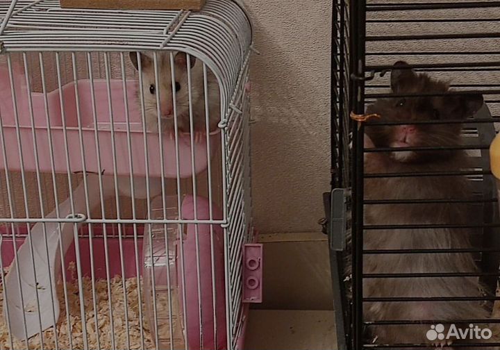 Ангорские хомячки