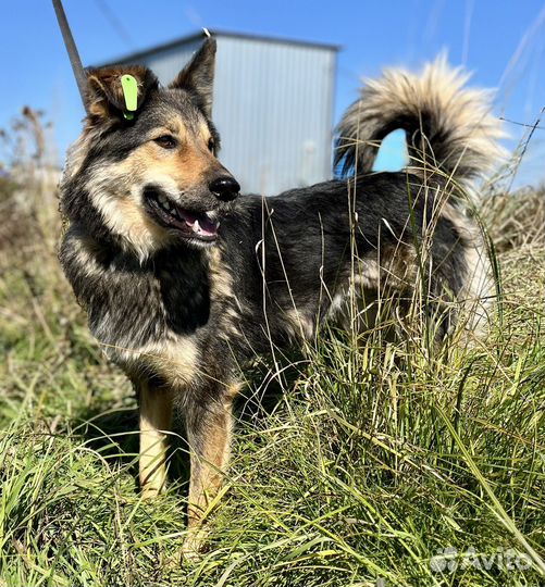 Боня, девочка