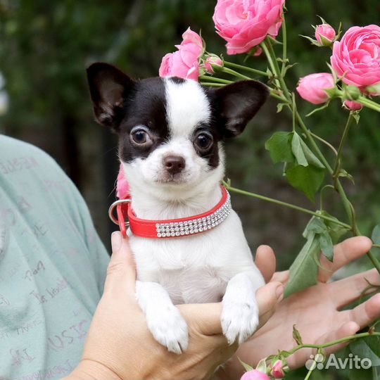 Ника.Самая Нарядная чихуахуа с доставкой и видео