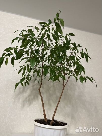 Фикус бенджамина