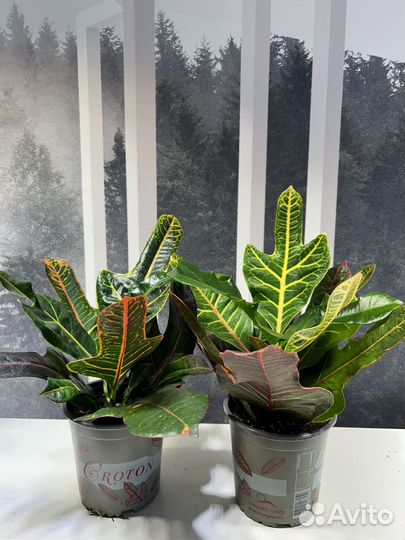 Кодиеум Экселент