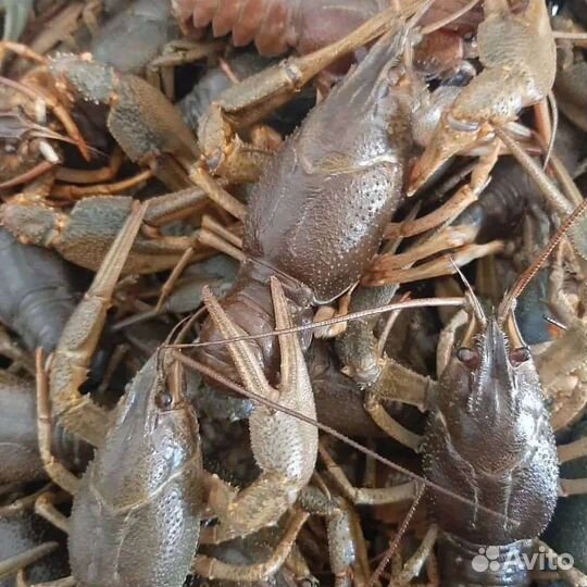 Раки (центр)