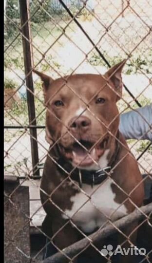 Стерилизация кошек, кастрация, купирование ушей