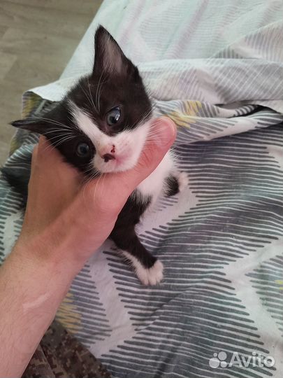 Котята в добрые руки даром