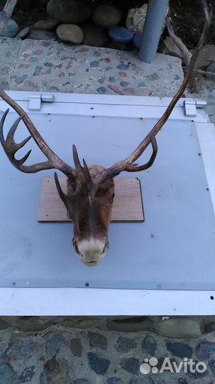 Чучело головы оленя с рогами