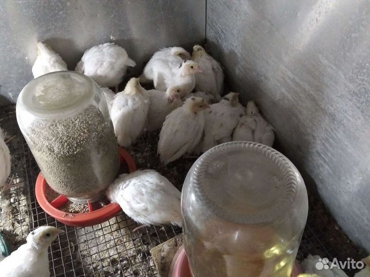 Инкубационное яйцо перепелов