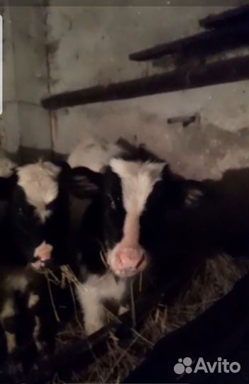 Бычки Мясной породы