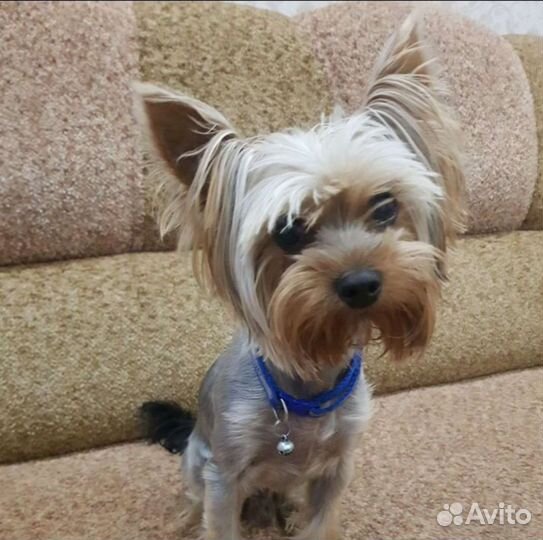 Продам йорка