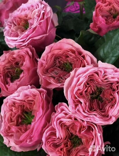 Пионовидная кустовая роза