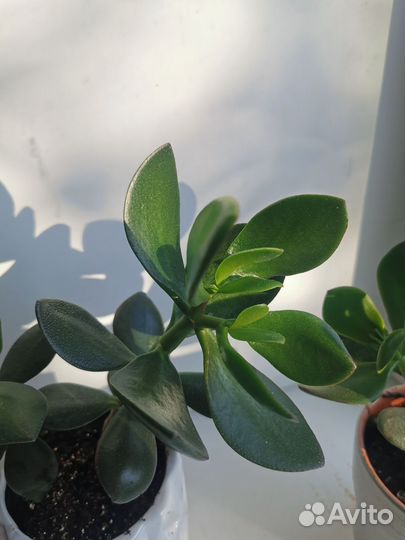 Крассула толстянка