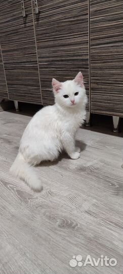 Белый котёнок