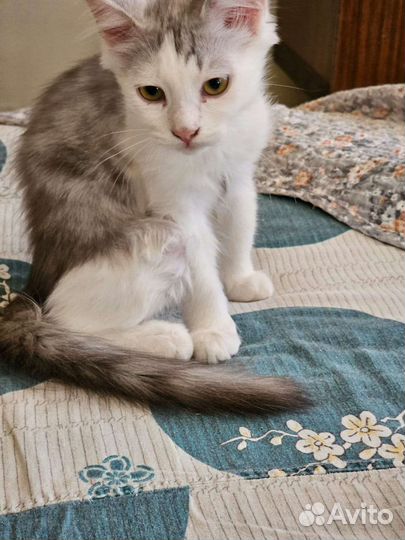 Два очень милых котёнка хорошим людям
