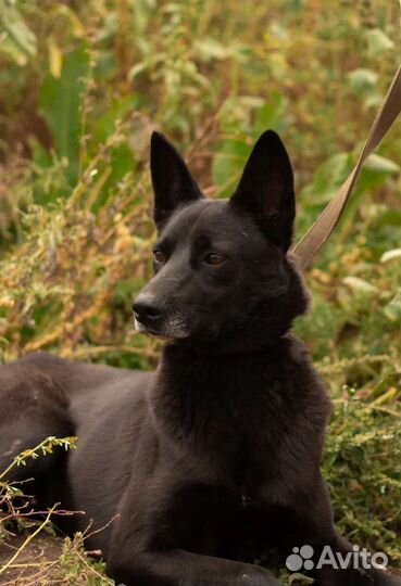 Клим