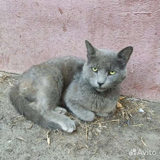 Ищет дом кот, травма лапы. Некуда идти из клиники