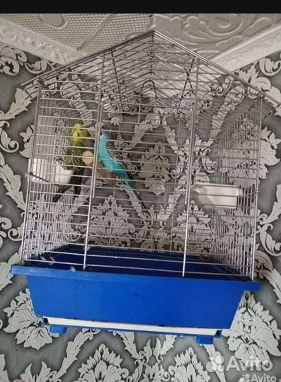 Волнистый попугай с клеткой