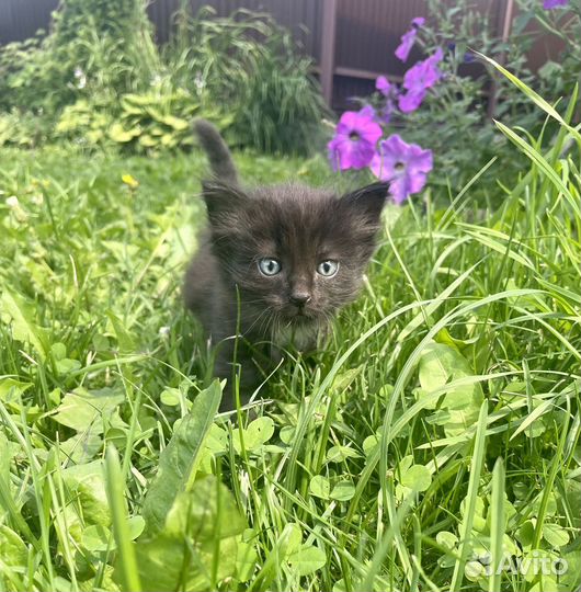 Милые котята