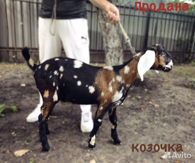 Нубийские козочки и козлики (6-8 мес под покрытие)