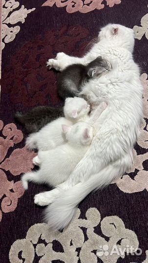 Продаются котята породистые