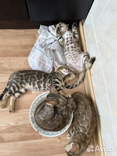 Бенгальские котята