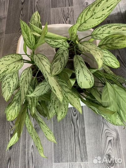 Аглаонема серебряная/ Сильвер квин
