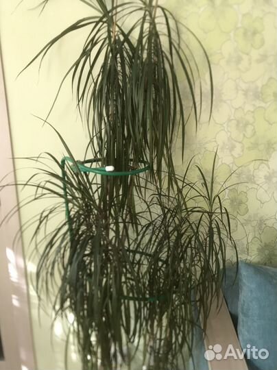 Драцена, пальма, юкка