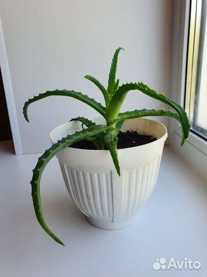 Алоэ столетник