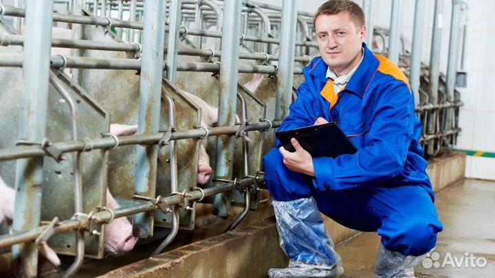 Разнорабочий на свинокомплекс (Вахта с питанием)