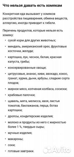 Сирийский хомяк девочка