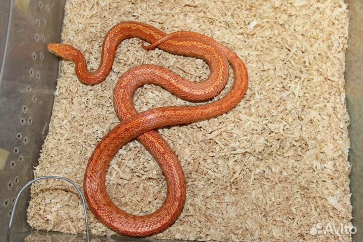Маисовый полоз самка Файр Тессера с террариумом