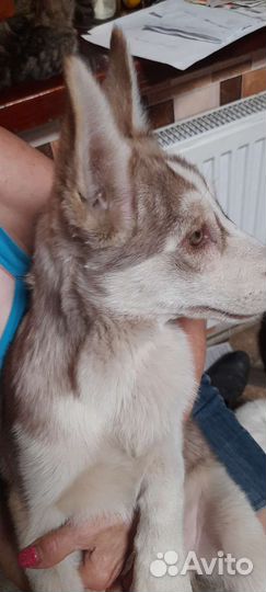 Собаки бесплатно в добрые руки щенки