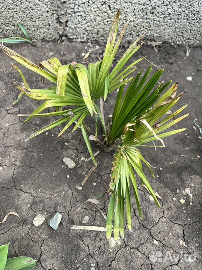 Пальма трахикарпус