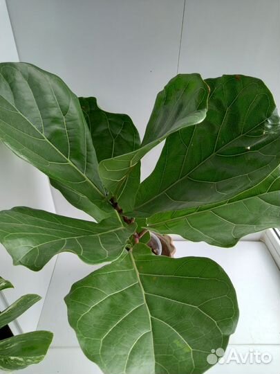 Фикус лирата