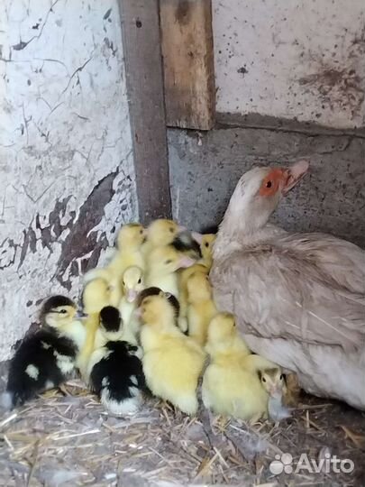 Утята шипуны