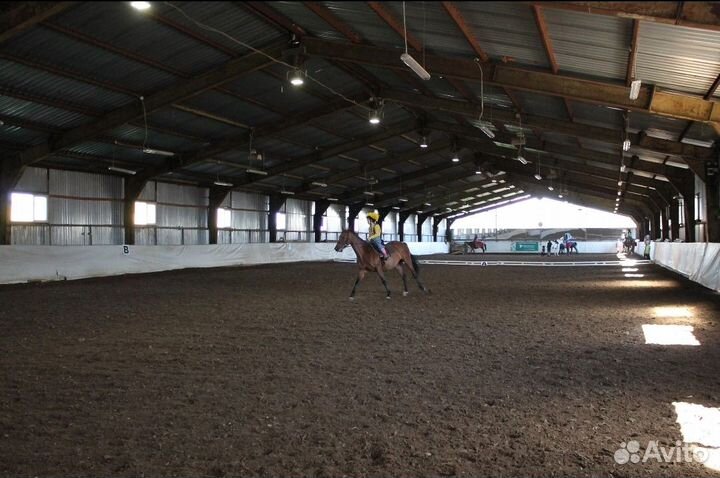 Конный клуб. Санкт-Петербург