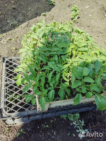 Рассада перца,томатов,огурцов,петуния