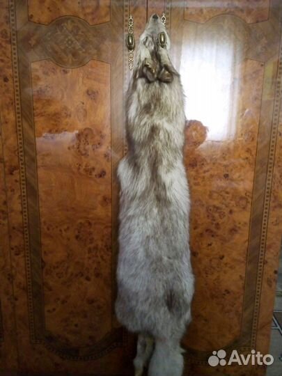 Шкура песца