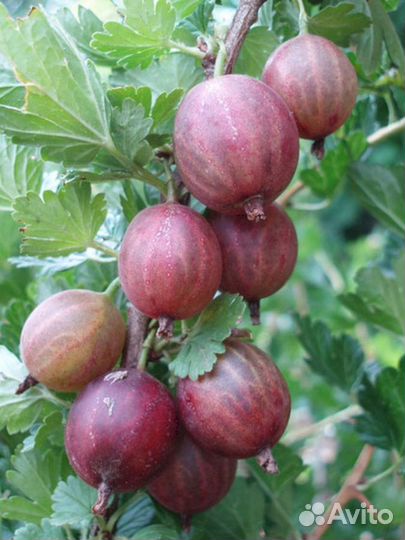 Саженцы крыжовника Раволт