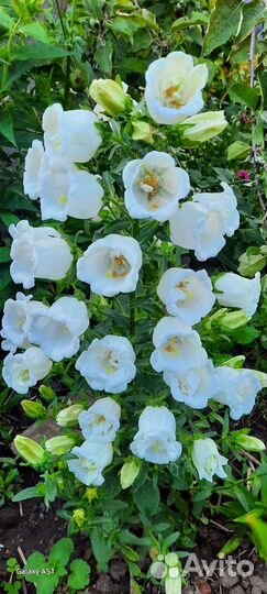 Многолетние цветы для сада