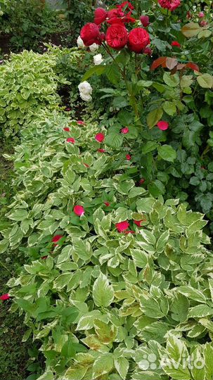 Саженцы декоративной пестролистной сныти