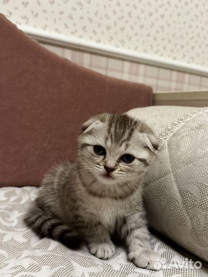 Шотландская кошка