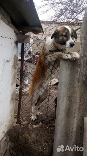 Собака (помесь алабая) в добрые руки
