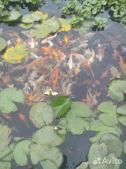 Рыба Карп Кои (парчовый) для прудов и аквариума