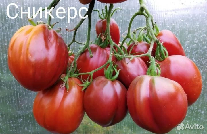 Семена томата Сникерс