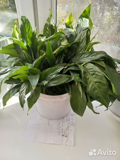 Цветок Спатифиллум