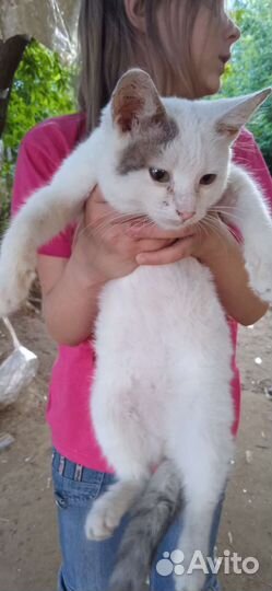 Кот в добрые руки