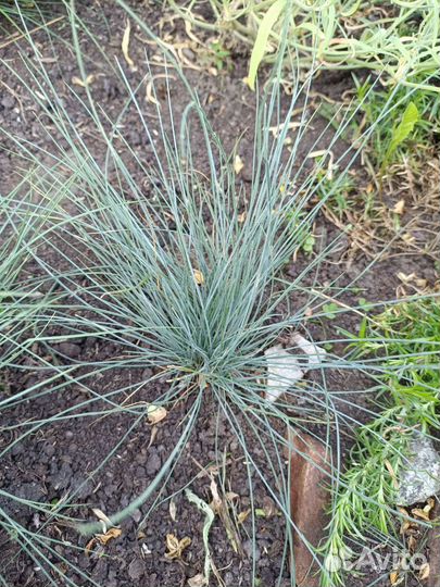 Овсяница голубая сизая