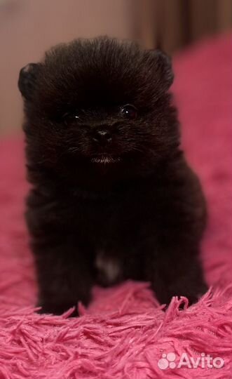 Щенки шпица